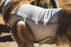 Ruffwear | Swamp Cooler Zip™  Dog Cooling Vest Graphite Gray