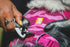 Ruffwear | Front Range Harness™ Pink Mountains