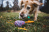 Ruffwear | Huck-a-Cone™ Purple Orchid