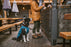 Ruffwear | Stumptown™ Jacket Metolius Blue